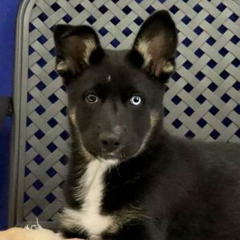 Siberian Husky and Shepherd Dogs Available for Adoption in Midland, Texas - Maverick | PetCurious