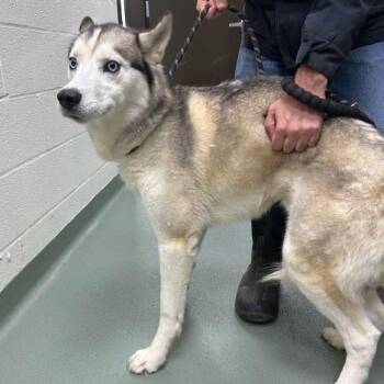 Siberian Husky Dogs Available for Adoption - Luan | PetCurious