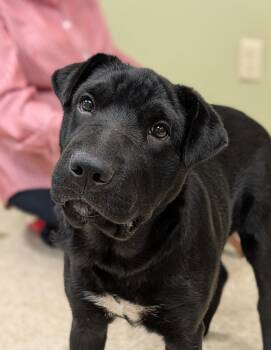 Vixen -  Shar Pei and Labrador Retriever Dog for Adoption in Hastings, Nebraska - Vixen | PetCurious
