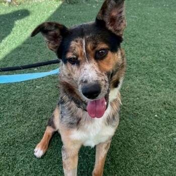 Rescue Australian Shepherd and Mixed Breed Dogs for Adoption in Batavia, Ohio - Butterfinger | PetCurious