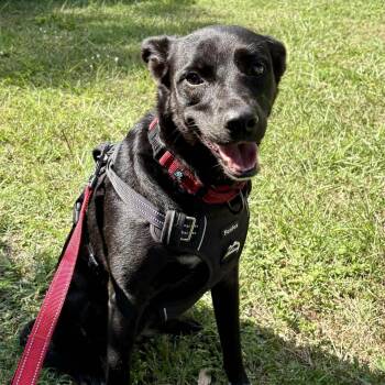 Labrador Retriever Dogs Available for Adoption in Largo, Florida - MONICA - Needs A Foster Or Adopter | PetCurious