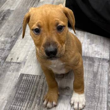Rescue Labrador Retriever Dogs for Adoption in St. Louis, Missouri - Pearl | PetCurious