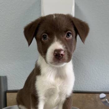 Bud -  Australian Shepherd Dog for Adoption in Flagstaff, Arizona - Bud | PetCurious