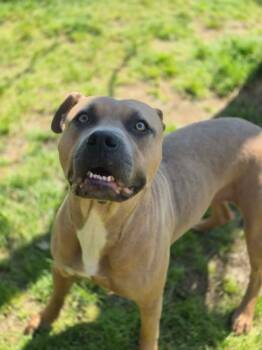 Terrier and Pit Bull Terrier Dogs Available for Adoption in Dover, Arkansas - Janie | PetCurious