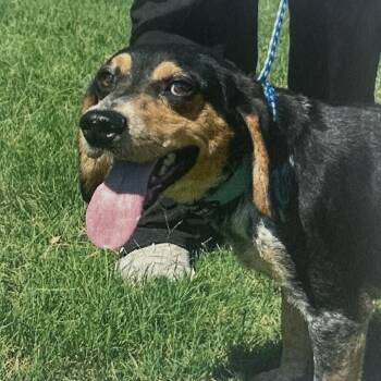 Obi -  Beagle and Mixed Breed Dog for Adoption in West Point, Mississippi - Obi | PetCurious