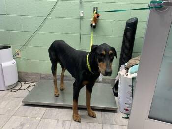 SAMMY -  Doberman Pinscher and Mixed Breed Dog for Adoption in Grand Prairie, Texas - SAMMY | PetCurious