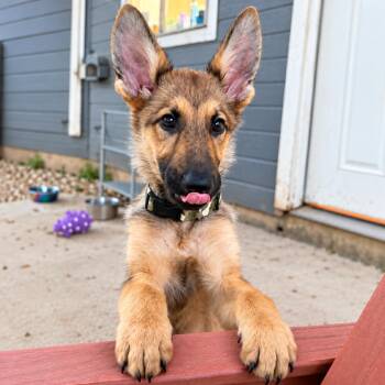 Riley E. Coyote -  German Shepherd Dog Dog for Adoption in Boerne, Texas - Riley E. Coyote | PetCurious