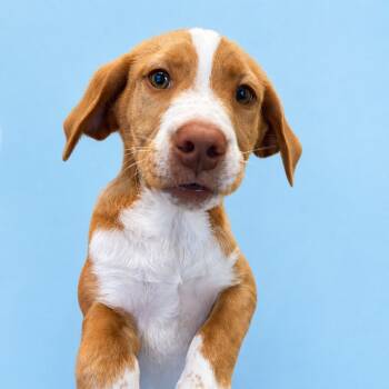 Hound and Labrador Retriever Dogs Available for Adoption in Winnabow, North Carolina - Tucker | PetCurious