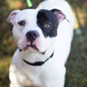 Rescue American Staffordshire Terrier Dogs for Adoption in Cumming, Georgia - Muffin 21918 | PetCurious