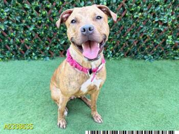 QUEENIE -  Mixed Breed Dog for Adoption in West Palm Beach, Florida - QUEENIE | PetCurious