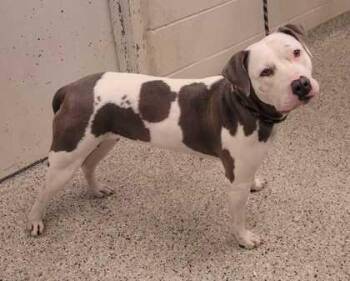 Purdy -  Pit Bull Terrier and Mixed Breed Dog for Adoption in Kansas City, Missouri - Purdy | PetCurious