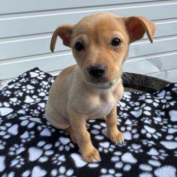 Chihuahua and Mixed Breed Dogs Available for Adoption in Newberg, Oregon - Macaroni Mac | PetCurious