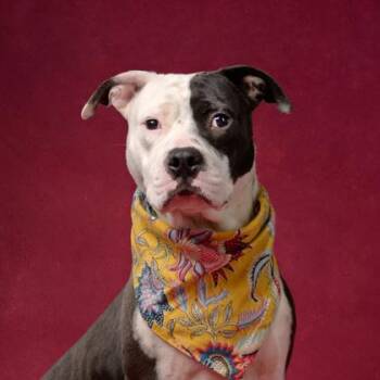 American Staffordshire Terrier and Mixed Breed Dogs Available for Adoption in Atlanta, Georgia - Mr Bombastic | PetCurious