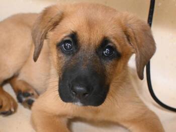 Kiwi -  Shepherd and Labrador Retriever Dog for Adoption in Portland, Oregon - Kiwi | PetCurious