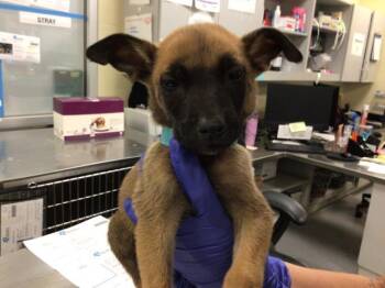 Rescue Terrier Dogs for Adoption in Sebec, Maine - TIDE | PetCurious