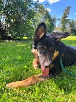 Wilbur -  Mixed Breed Dog for Adoption in Athens, Ontario - Wilbur | PetCurious