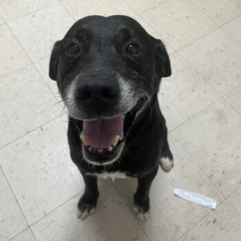 Labrador Retriever Dogs Available for Adoption - Uncle Cletus | PetCurious