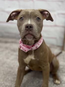Posie -  Pit Bull Terrier Dog for Adoption - Posie | PetCurious