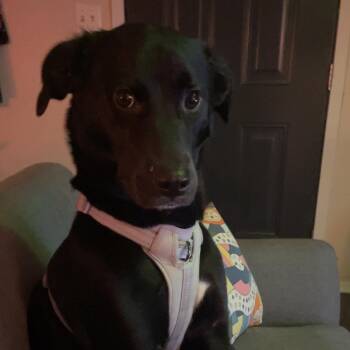 Black Labrador Retriever and Great Pyrenees Dogs Available for Adoption - Marceline Aka Marcy  | PetCurious