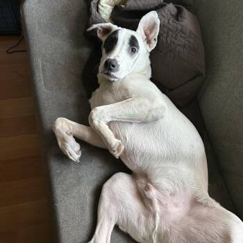 Olaf -  Terrier Dog for Adoption in Harrisonburg, Virginia - Olaf | PetCurious