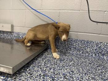 CLAIRE -  Pit Bull Terrier and Mixed Breed Dog for Adoption in Thousand Palms, California - CLAIRE | PetCurious