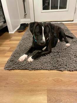 Rescue Beagle and Terrier Dogs for Adoption in Holly Springs, North Carolina - Tarot | PetCurious