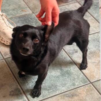 Nicky -  Dachshund and Chihuahua Dog for Adoption in Incline Village, Nevada - Nicky | PetCurious
