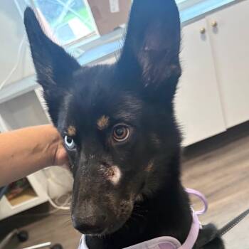 Luna -  Husky and Shepherd Dog for Adoption in Tampa, Florida - Luna | PetCurious