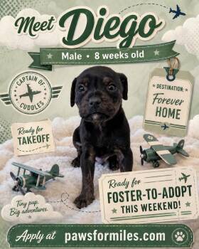 Rottweiler Dogs Available for Adoption in Loveland, Ohio - Diego | PetCurious