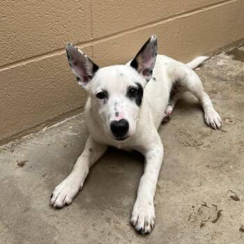 Checkers -  Cattle Dog Dog for Adoption in Ojai, California - Checkers | PetCurious