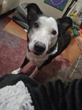 Rescue Border Collie Dogs for Adoption in Springfield, Missouri - Jay Jay | PetCurious