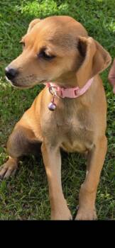Nina 4mo AVA 9/16 -  Labrador Retriever Dog for Adoption in Sterling, Massachusetts - Nina 4mo AVA 9/16 | PetCurious