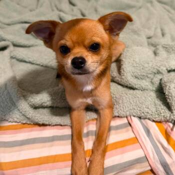 Fudge -  Chihuahua Dog for Adoption in Oklahoma City, Oklahoma - Fudge | PetCurious