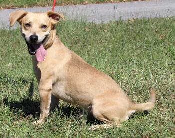 Tot 44392 -  Basset Hound and Shepherd Dog for Adoption in Prattville, Alabama - Tot 44392 | PetCurious