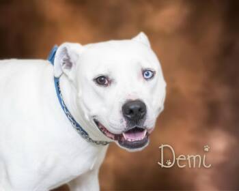 Rescue Pit Bull Terrier Dogs for Adoption in Somerset, Pennsylvania - Demi | PetCurious