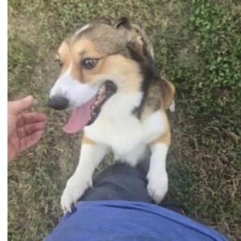 Pickles -  Cardigan Welsh Corgi Dog for Adoption in Baton Rouge, Louisiana - Pickles | PetCurious