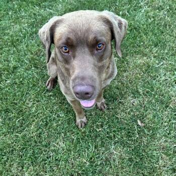 Asa -  Chocolate Labrador Retriever Dog for Adoption in Saratoga Springs, New York - Asa | PetCurious