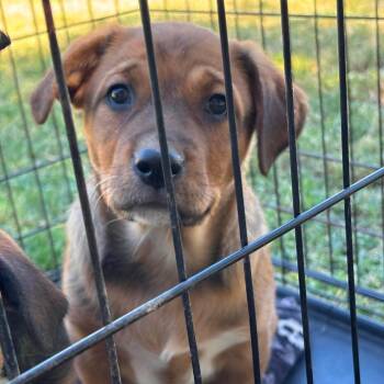 Labrador Retriever and Mixed Breed Dogs Available for Adoption in Nampa, Idaho - Sabine | PetCurious