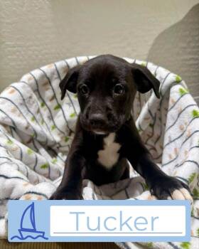 Tori - Boy - Puppies -  Dutch Shepherd Dog for Adoption in Glendale, Arizona - Tori - Boy - Puppies | PetCurious