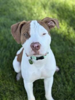 Jax -  Pit Bull Terrier Dog for Adoption in Hamilton, Montana - Jax | PetCurious