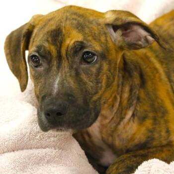 Meadow -  Mountain Cur and Mixed Breed Dog for Adoption in Hopkinton, Massachusetts - Meadow | PetCurious