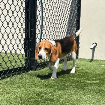 ?ZH6 4977 aka Marlin -  Beagle Dog for Adoption in Loxahatchee Groves, Florida - ?ZH6 4977 Aka Marlin | PetCurious