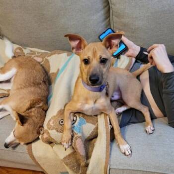 Chips N Dip -  Chihuahua and Terrier Dog for Adoption in Carencro, Louisiana - Chips N Dip | PetCurious