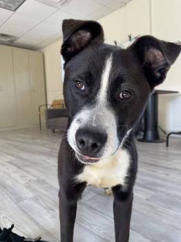 Pit Bull Terrier Dogs Available for Adoption in South Bend, Indiana - King | PetCurious