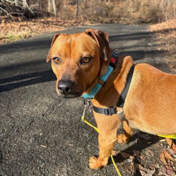 Australian Cattle Dog Blue Heeler and Terrier Dogs Available for Adoption - Bert Beck | PetCurious