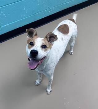 Frittatax -  Mixed Breed Dog for Adoption in Nashville, Tennessee - Frittatax | PetCurious