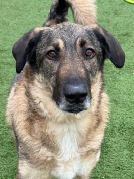 German Shepherd Dog and Husky Dogs Available for Adoption in Center Point, Texas - Loki | PetCurious