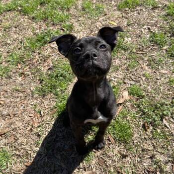 Mixed Breed Dogs Available for Adoption - Birdie | PetCurious