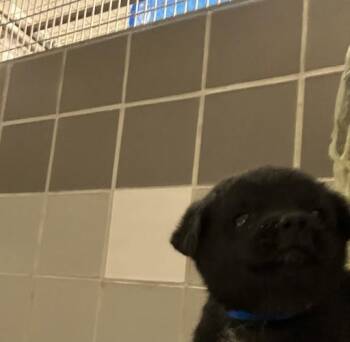 Pug and Mixed Breed Dogs Available for Adoption - PAOLO | PetCurious