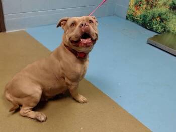 Pit Bull Terrier Dogs Available for Adoption in Moreno Valley, California - RUMI | PetCurious